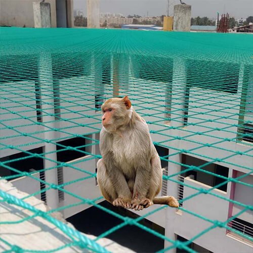 monkey